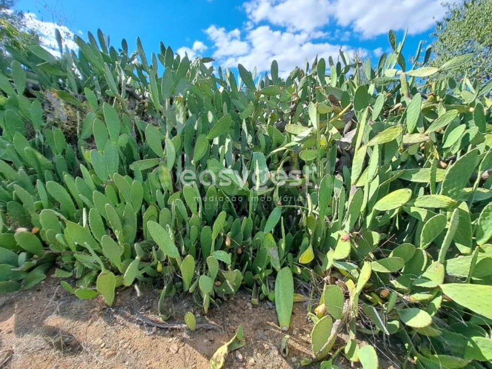 Quinta T2 para Venda em Serpa (Salvador e Santa Maria) Foto 19