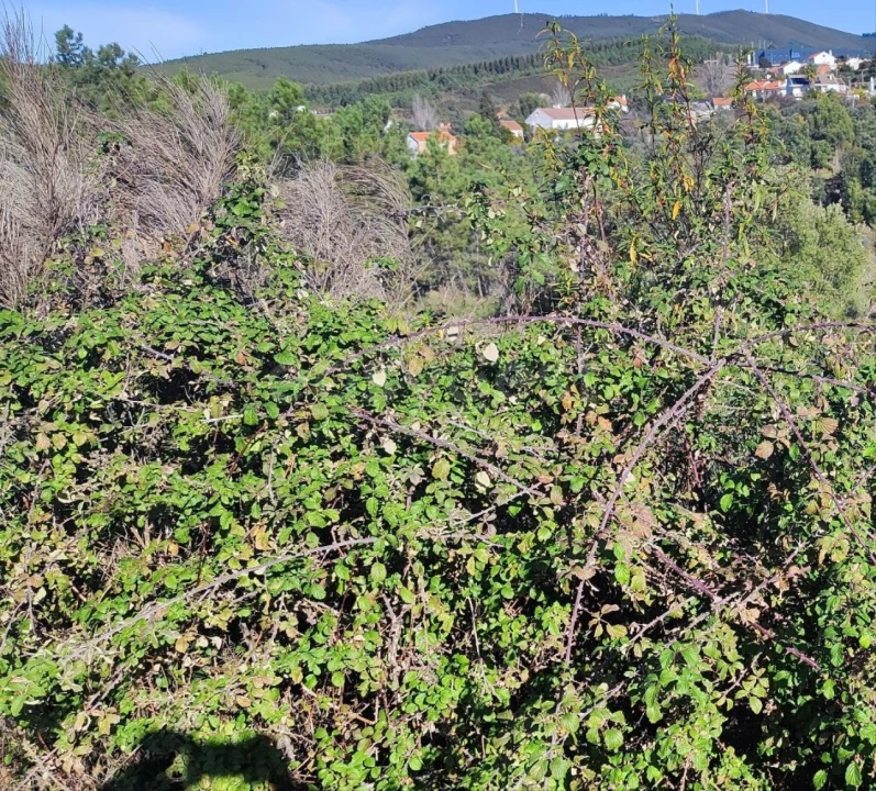 Terreno para Venda em São Vicente da Beira Foto 6