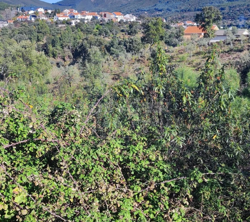 Terreno para Venda em São Vicente da Beira Foto 8