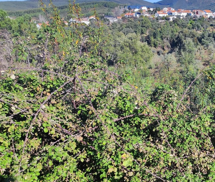 Terreno para Venda em São Vicente da Beira Foto 11