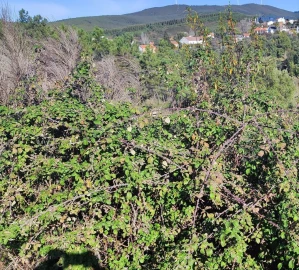 Terreno para Venda em São Vicente da Beira