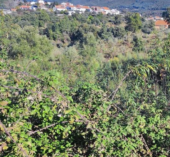 Terreno para Venda em São Vicente da Beira Foto 12