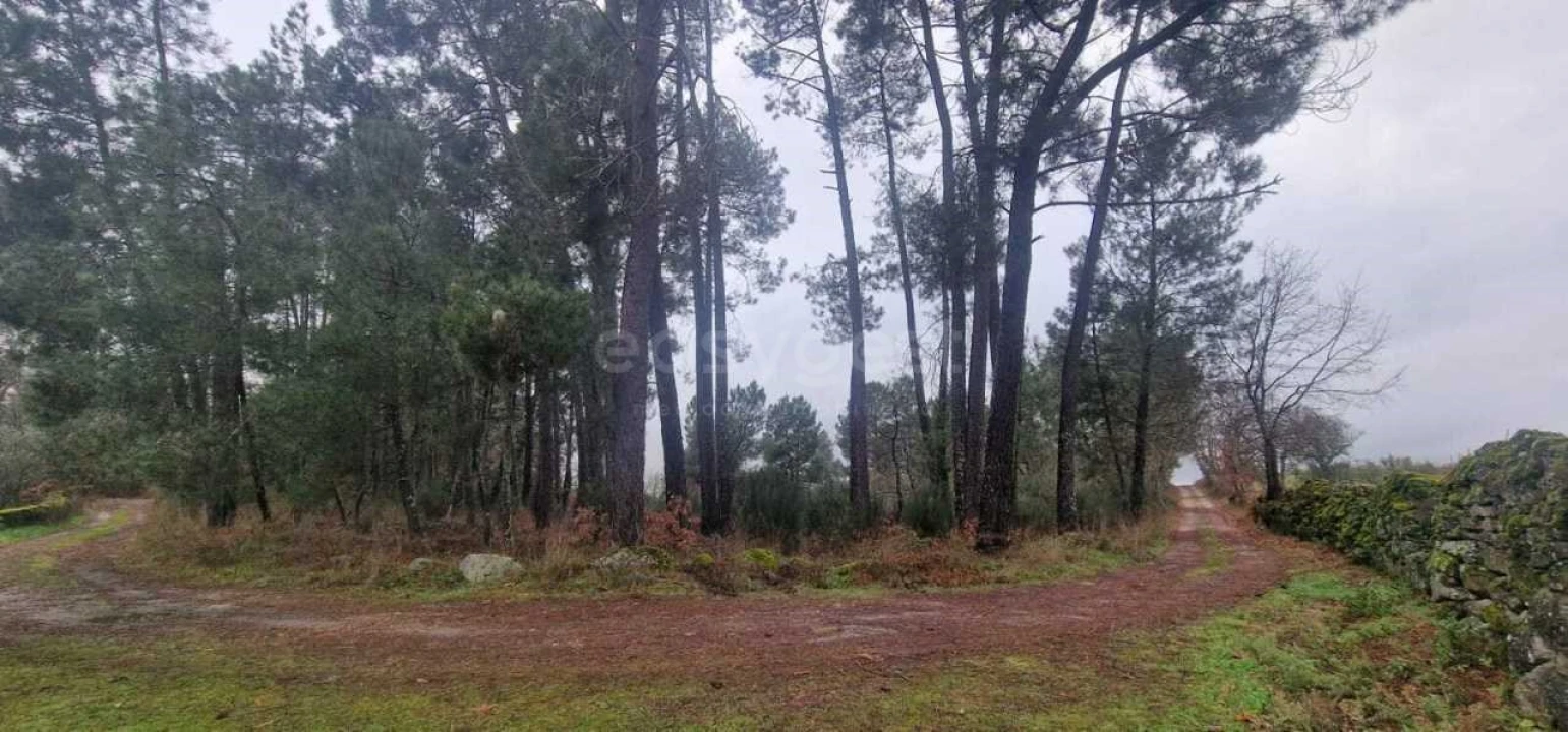 Terreno Agricola ou Rústico para Venda em Peraboa Foto 7