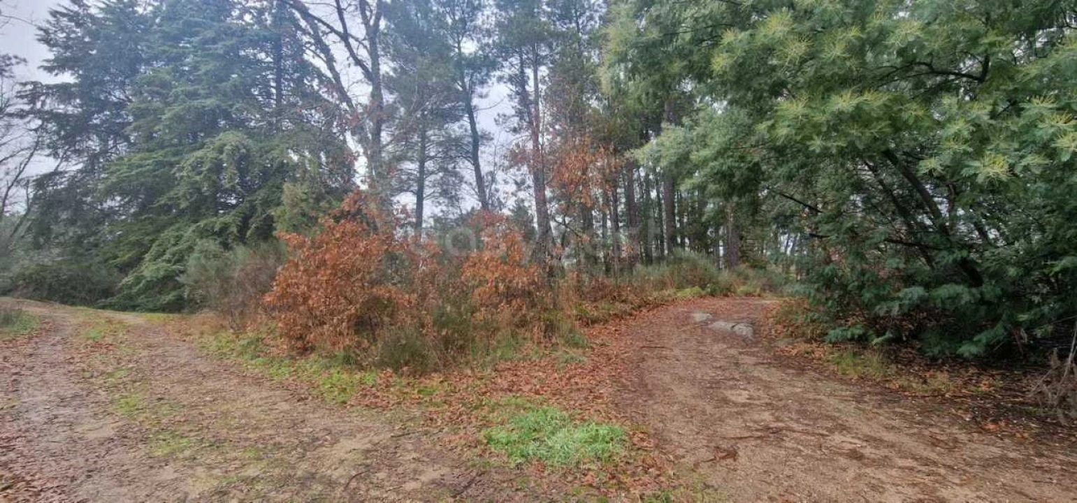 Terreno Agricola ou Rústico para Venda em Peraboa Foto 13