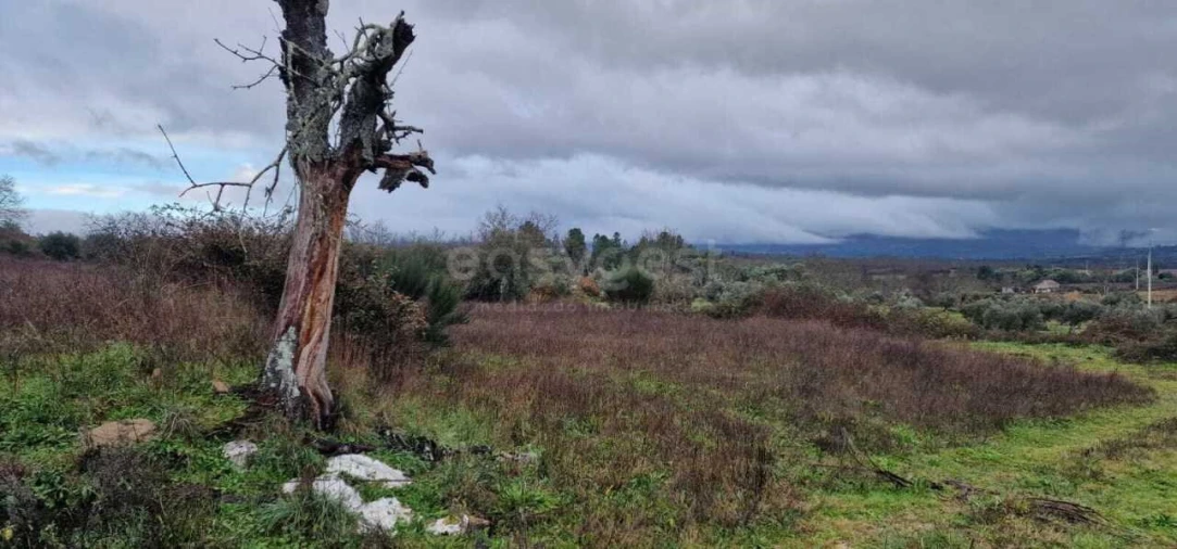 Terreno Agricola ou Rústico para Venda em Peraboa Foto 11