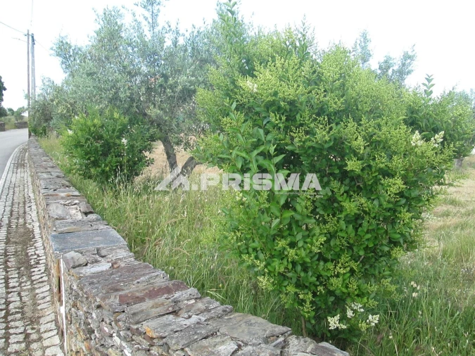Terreno para Venda em Benquerenças Foto 4