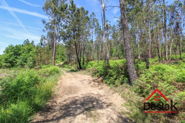 Terreno Agricola ou Rústico para Venda em Pinho Foto 10