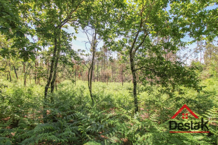 Terreno Agricola ou Rústico para Venda em Pinho Foto 5