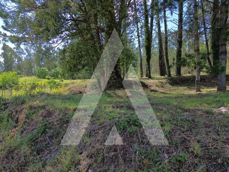 Terreno para Venda em Macinhata do Vouga Foto 8