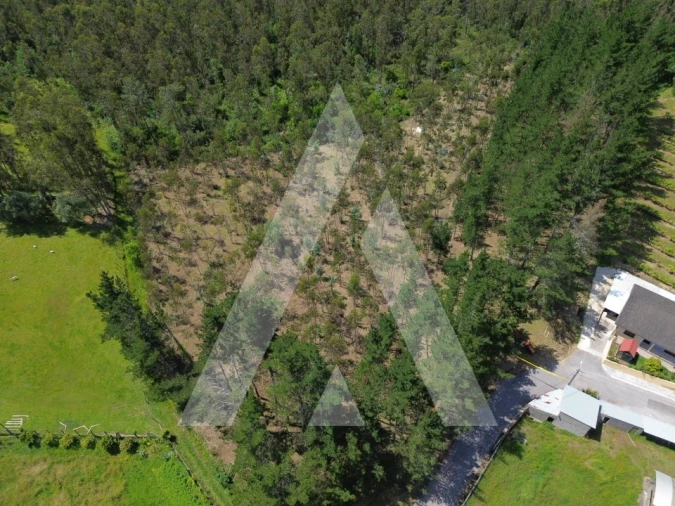 Terreno para Venda em Macinhata do Vouga Foto 5