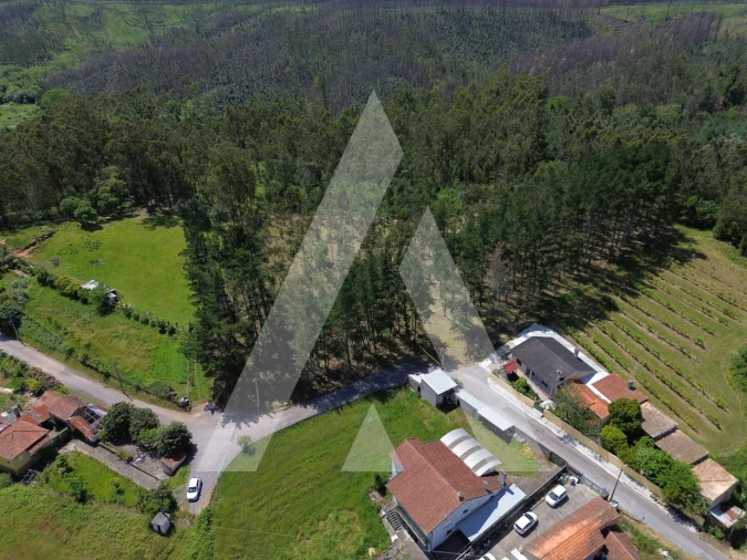 Terreno para Venda em Macinhata do Vouga Foto 4