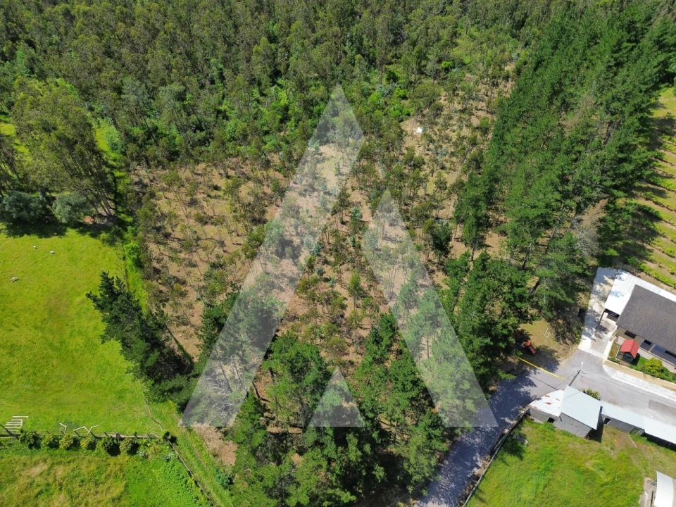 Terreno para Venda em Macinhata do Vouga Foto 9