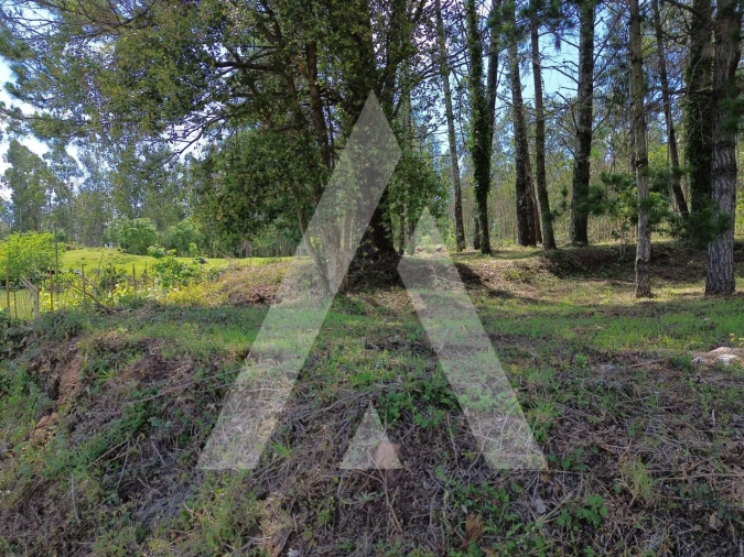 Terreno para Venda em Macinhata do Vouga Foto 14