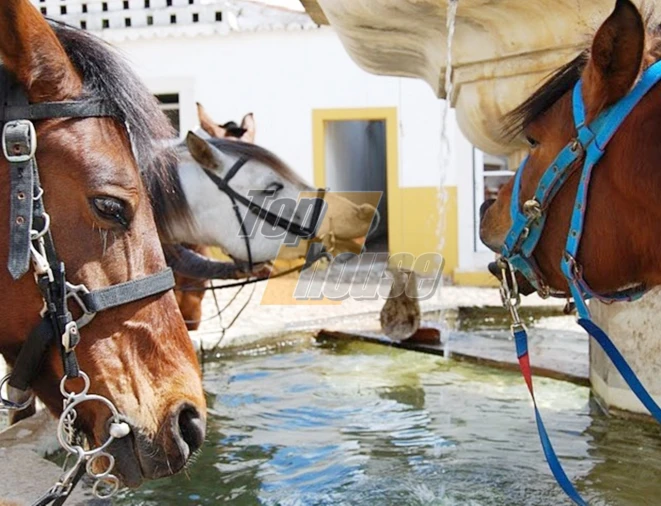 Quinta T29 para Venda em São Vicente e Ventosa Foto 35