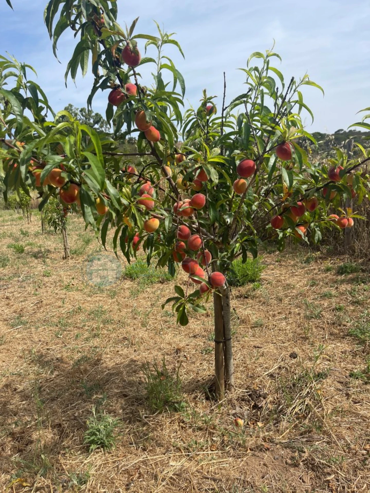 Terreno Agricola ou Rústico para Venda em Bordeira Foto 10