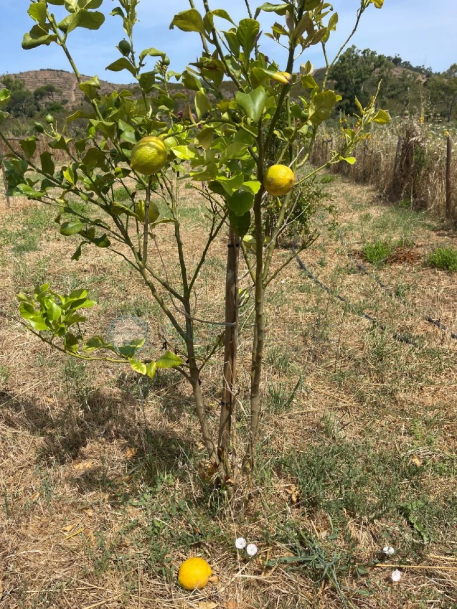Terreno Agricola ou Rústico para Venda em Bordeira Foto 11