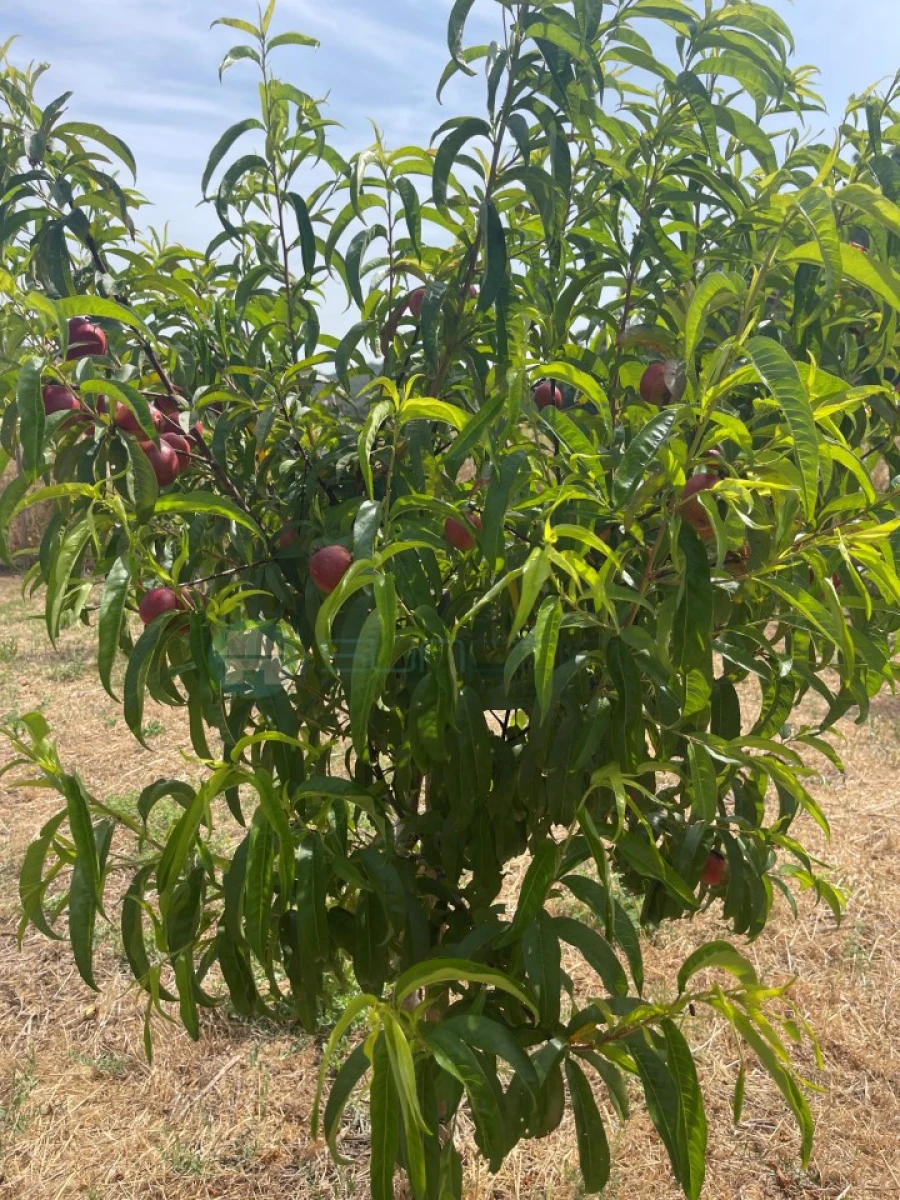 Terreno Agricola ou Rústico para Venda em Bordeira Foto 12