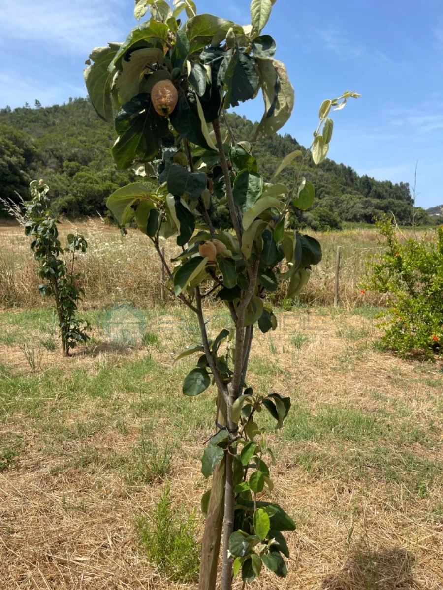 Terreno Agricola ou Rústico para Venda em Bordeira Foto 13