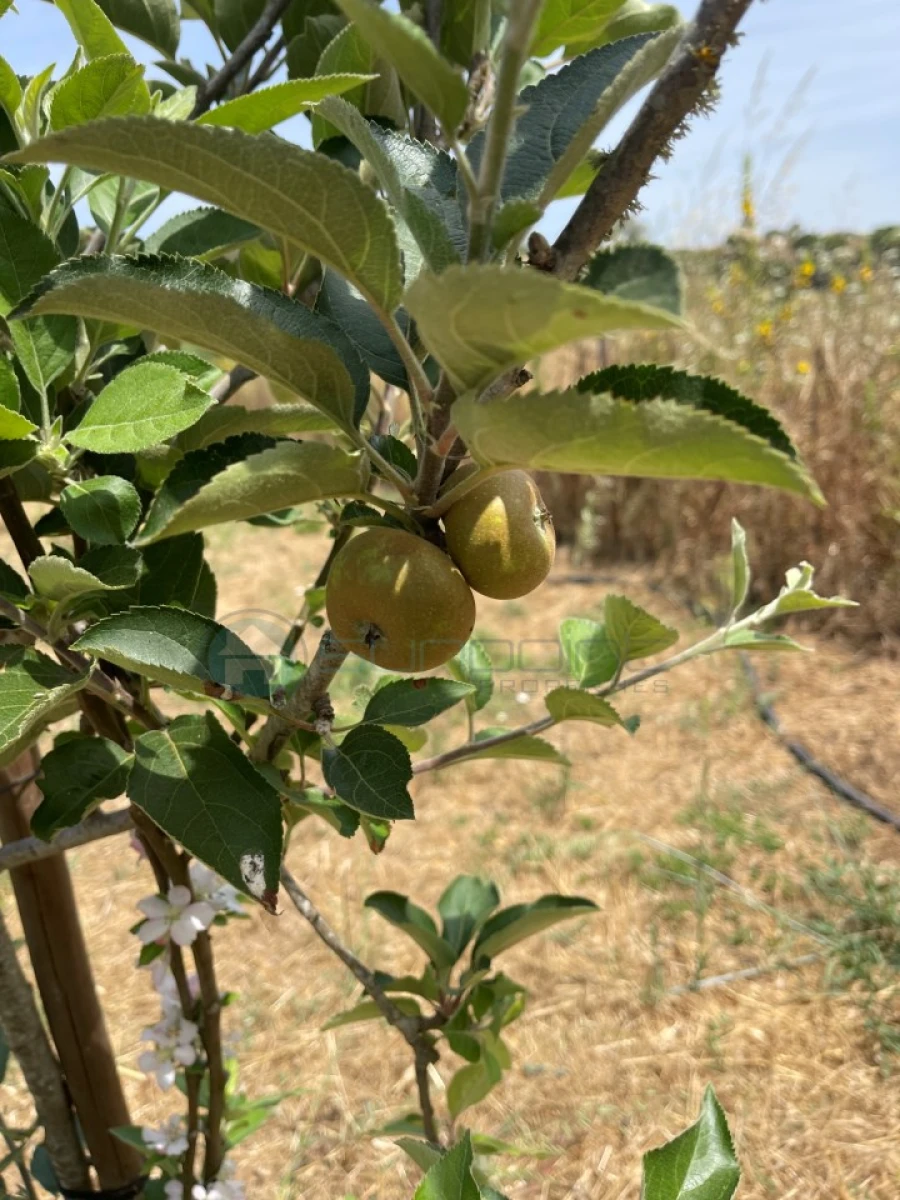 Terreno Agricola ou Rústico para Venda em Bordeira Foto 14