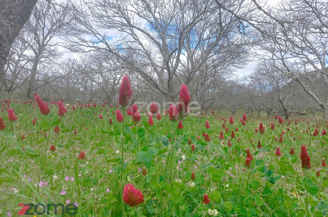 Moradia T3 para Venda em Paredes da Beira Foto 19