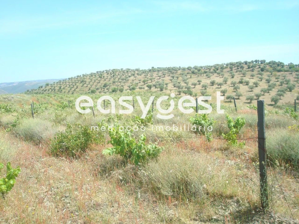 Terreno Agricola ou Rústico para Venda em Almendra Foto 5