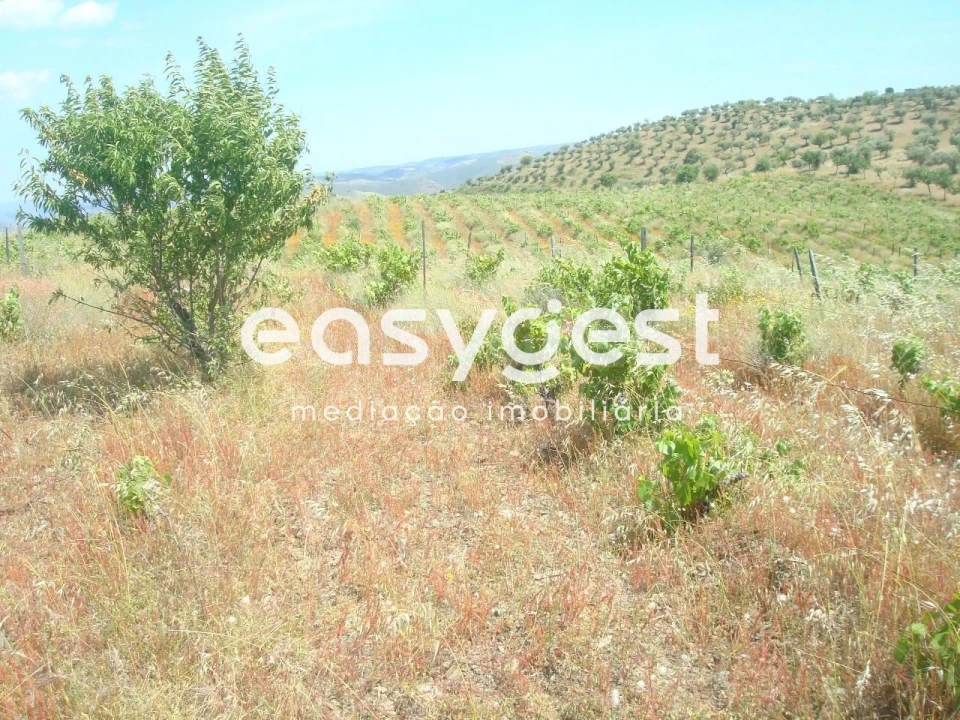 Terreno Agricola ou Rústico para Venda em Almendra Foto 8