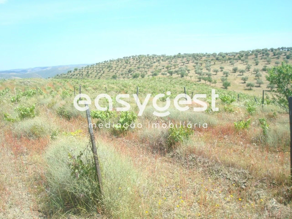Terreno Agricola ou Rústico para Venda em Almendra Foto 10