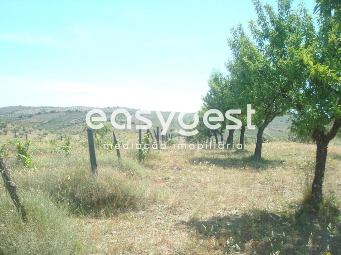 Terreno Agricola ou Rústico para Venda em Almendra