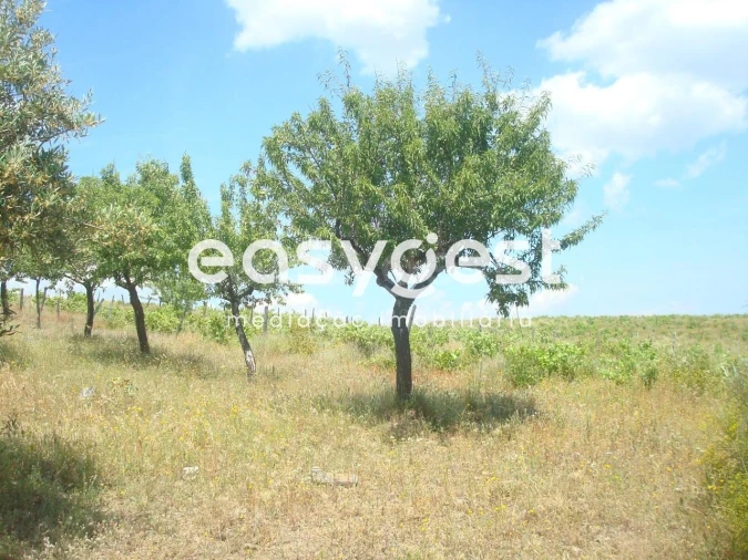 Terreno Agricola ou Rústico para Venda em Almendra Foto 3
