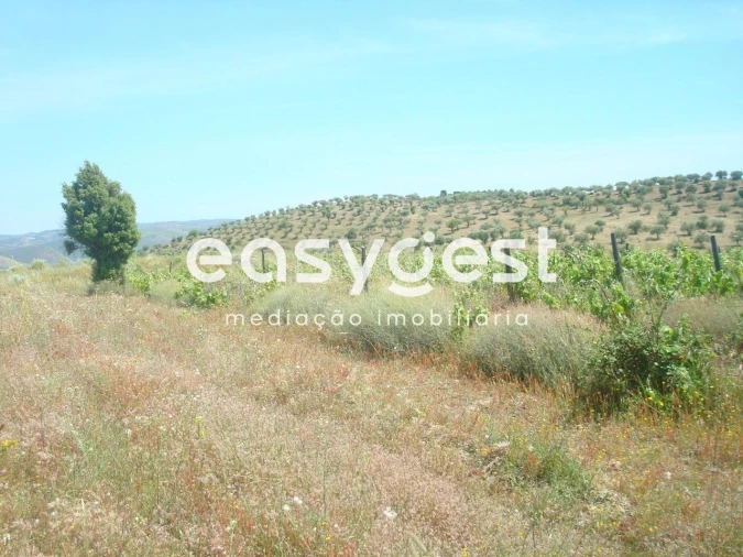 Terreno Agricola ou Rústico para Venda em Almendra Foto 7