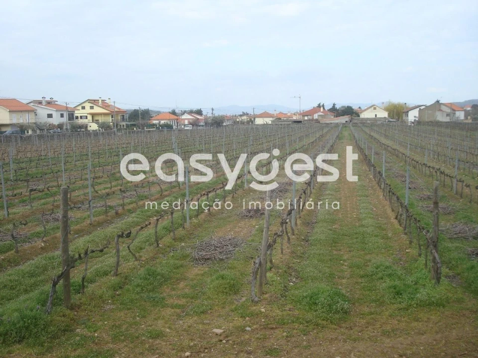 Terreno Agricola ou Rústico para Venda em Touça Foto 3