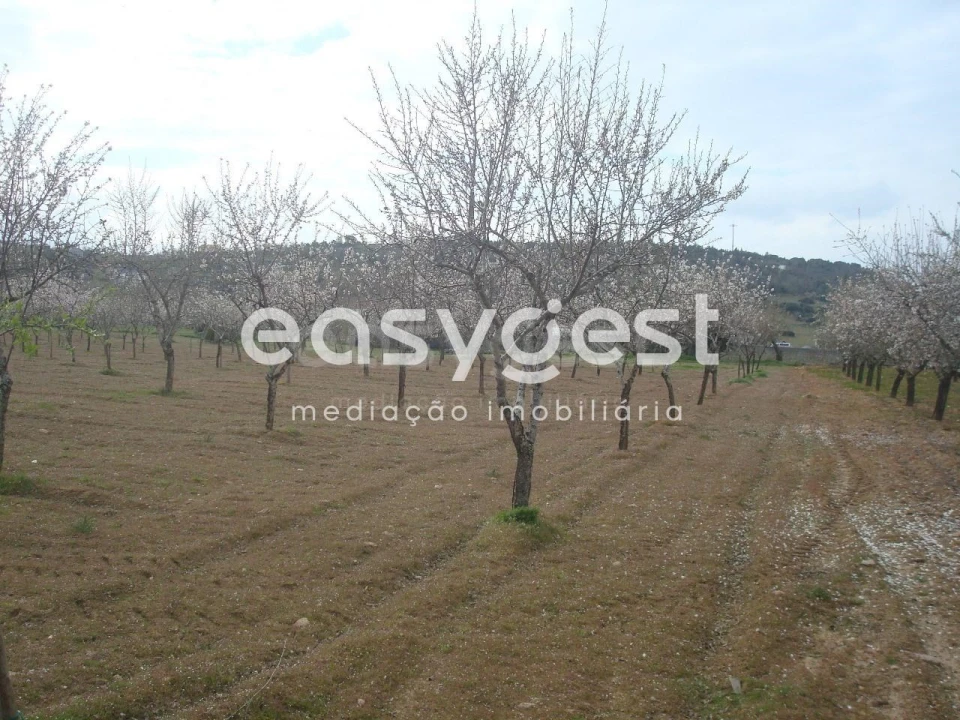Terreno Agricola ou Rústico para Venda em Touça Foto 10