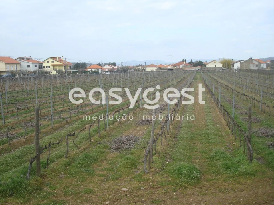 Terreno Agricola ou Rústico para Venda em Touça Foto 18