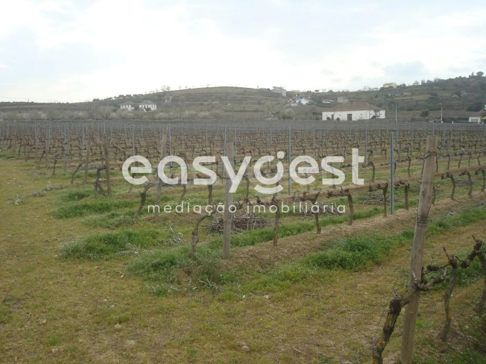 Terreno Agricola ou Rústico para Venda em Touça Foto 21