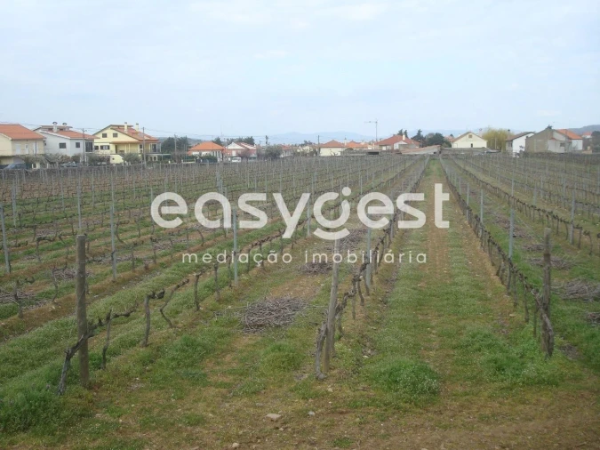 Terreno Agricola ou Rústico para Venda em Touça Foto 3