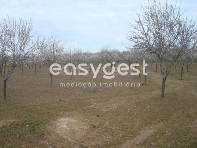 Terreno Agricola ou Rústico para Venda em Touça Foto 11