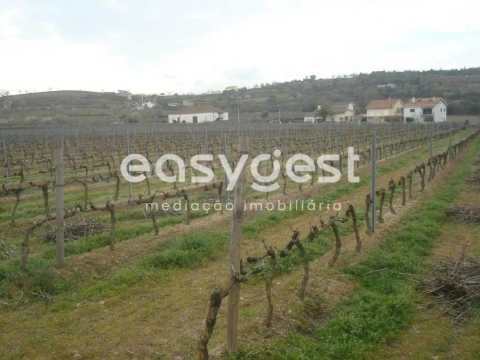Terreno Agricola ou Rústico para Venda em Touça Foto 20