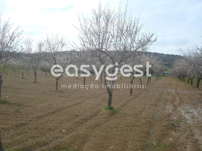 Terreno Agricola ou Rústico para Venda em Touça Foto 25