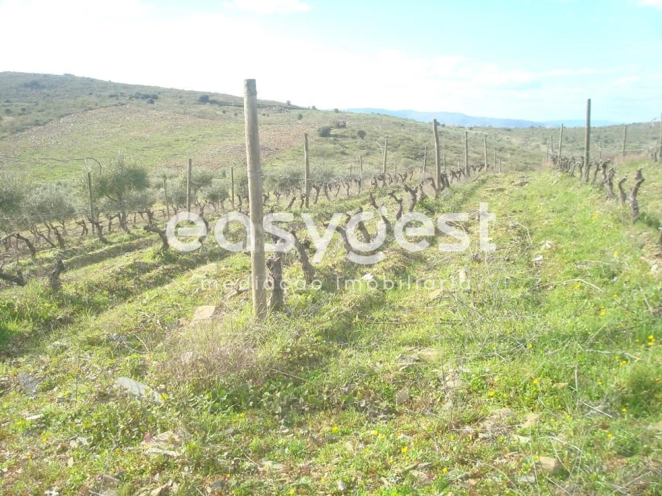 Terreno Agricola ou Rústico para Venda em Castelo Melhor Foto 1