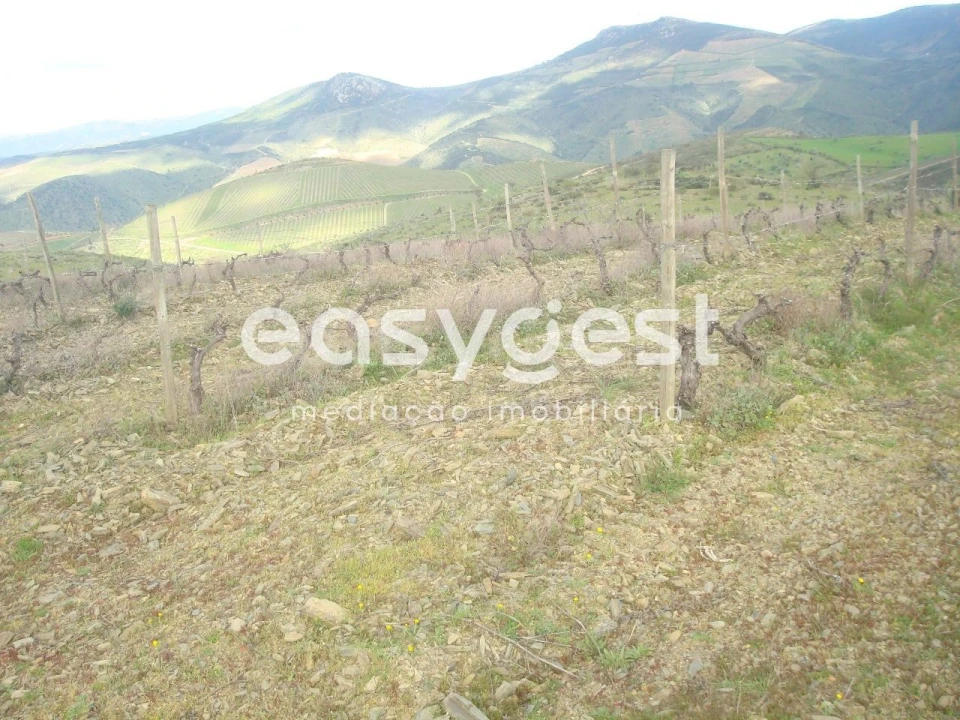 Terreno Agricola ou Rústico para Venda em Castelo Melhor Foto 3