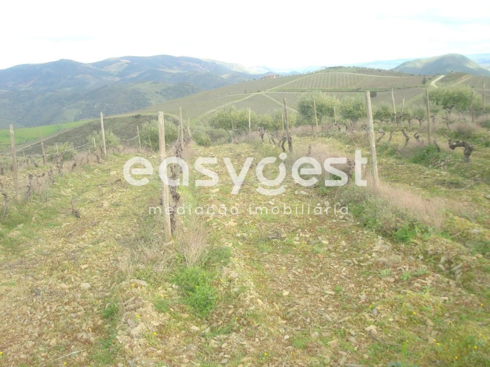 Terreno Agricola ou Rústico para Venda em Castelo Melhor Foto 4