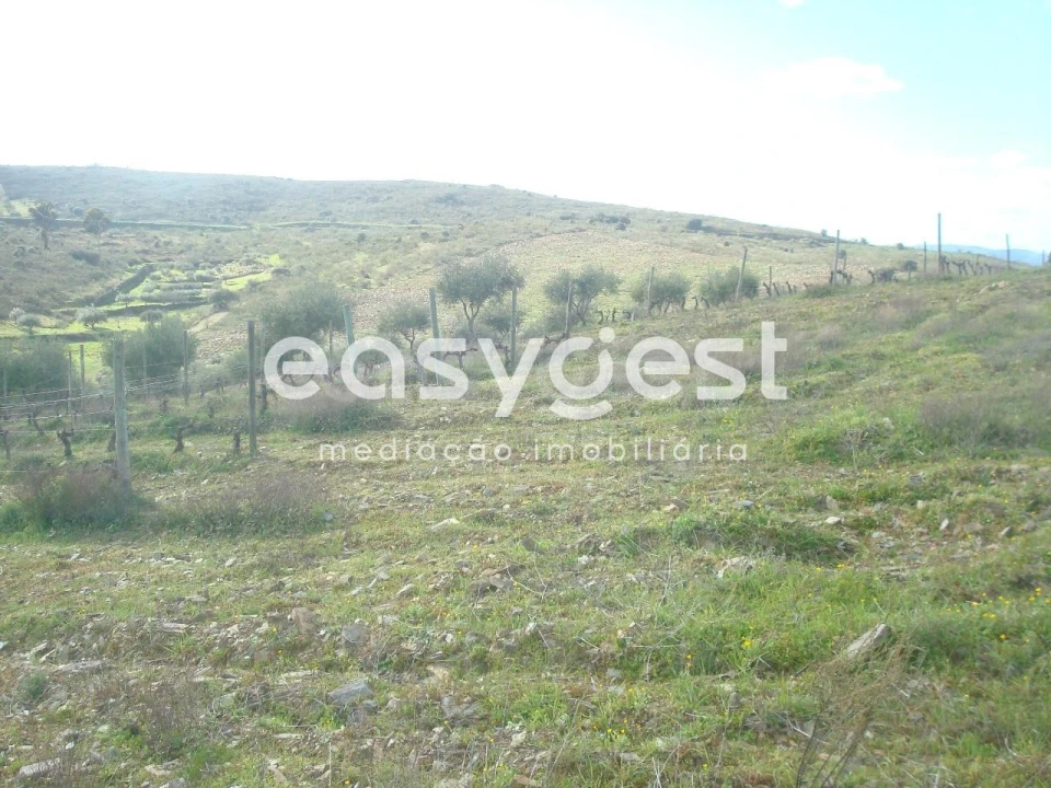 Terreno Agricola ou Rústico para Venda em Castelo Melhor Foto 7