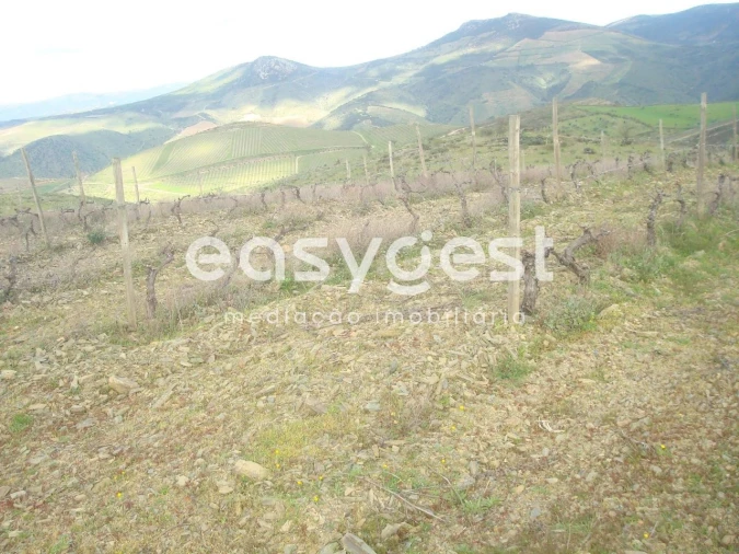 Terreno Agricola ou Rústico para Venda em Castelo Melhor Foto 3