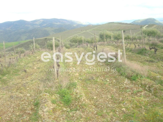 Terreno Agricola ou Rústico para Venda em Castelo Melhor Foto 4