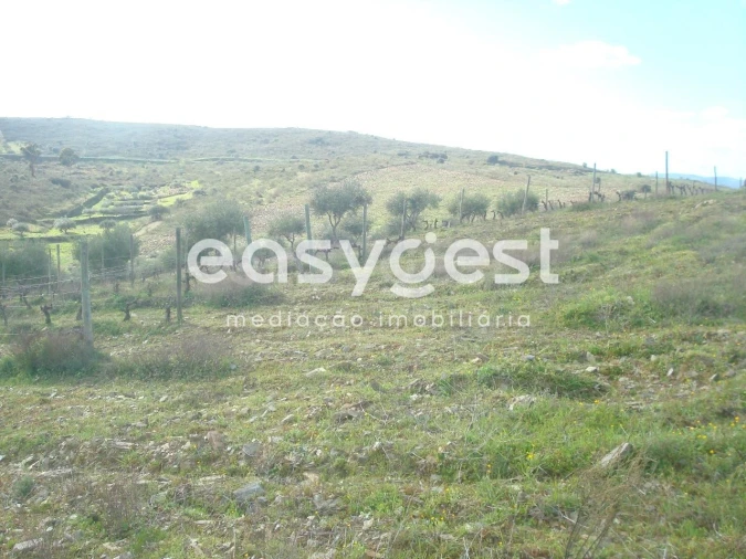 Terreno Agricola ou Rústico para Venda em Castelo Melhor Foto 7