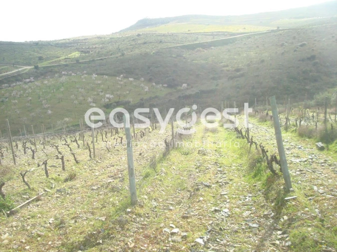 Terreno Agricola ou Rústico para Venda em Castelo Melhor Foto 8