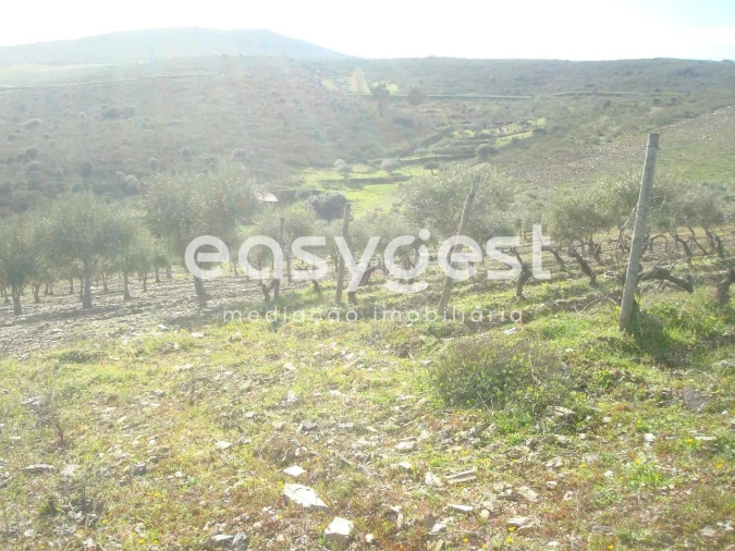 Terreno Agricola ou Rústico para Venda em Castelo Melhor Foto 9