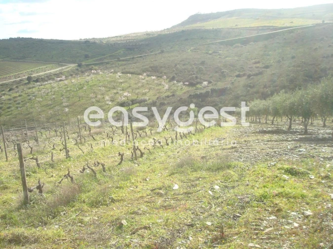 Terreno Agricola ou Rústico para Venda em Castelo Melhor Foto 10