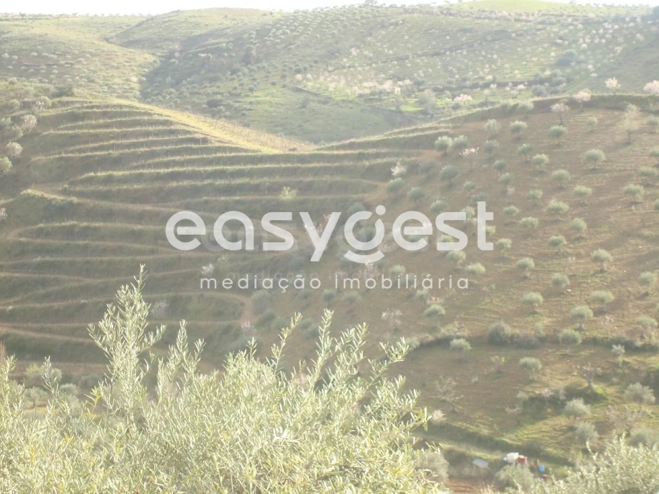 Terreno Agricola ou Rústico para Venda em Castelo Melhor Foto 2