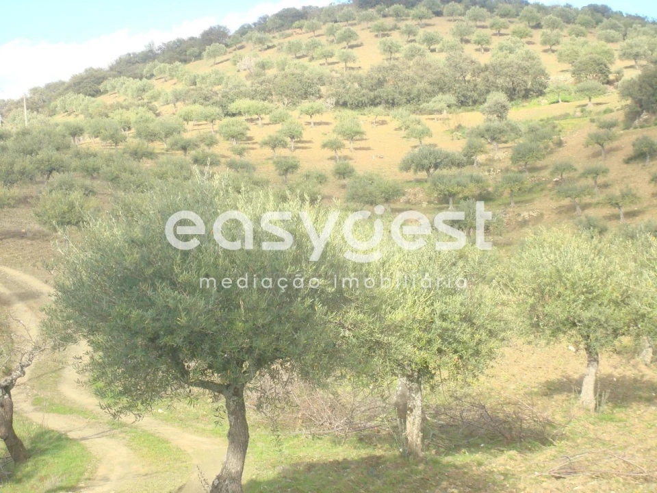Terreno Agricola ou Rústico para Venda em Castelo Melhor Foto 3